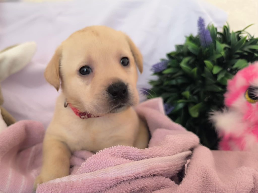Of Spirit Castle - Chiots disponibles - Labrador Retriever