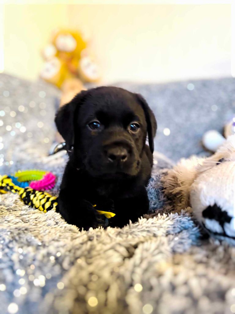 Of Spirit Castle - Chiots disponibles - Labrador Retriever