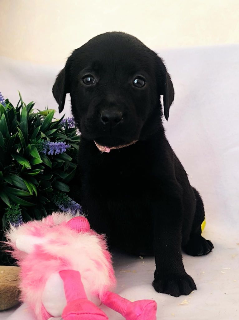 Of Spirit Castle - Chiots disponibles - Labrador Retriever