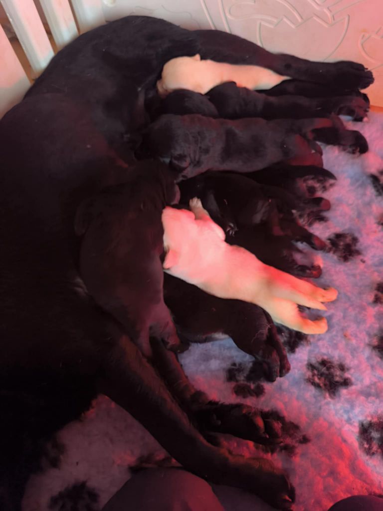 Chiot Labrador Retriever Of Spirit Castle