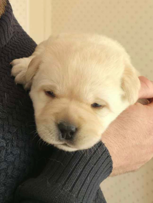 Of Spirit Castle - Chiots disponibles - Labrador Retriever