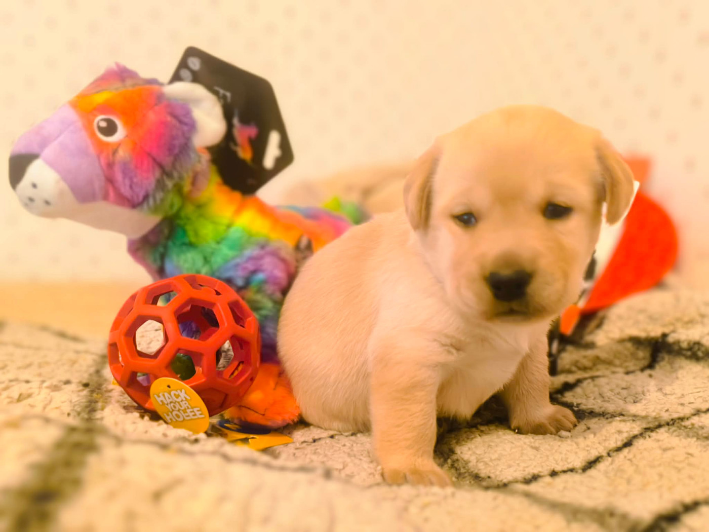 Of Spirit Castle - Chiots disponibles - Labrador Retriever