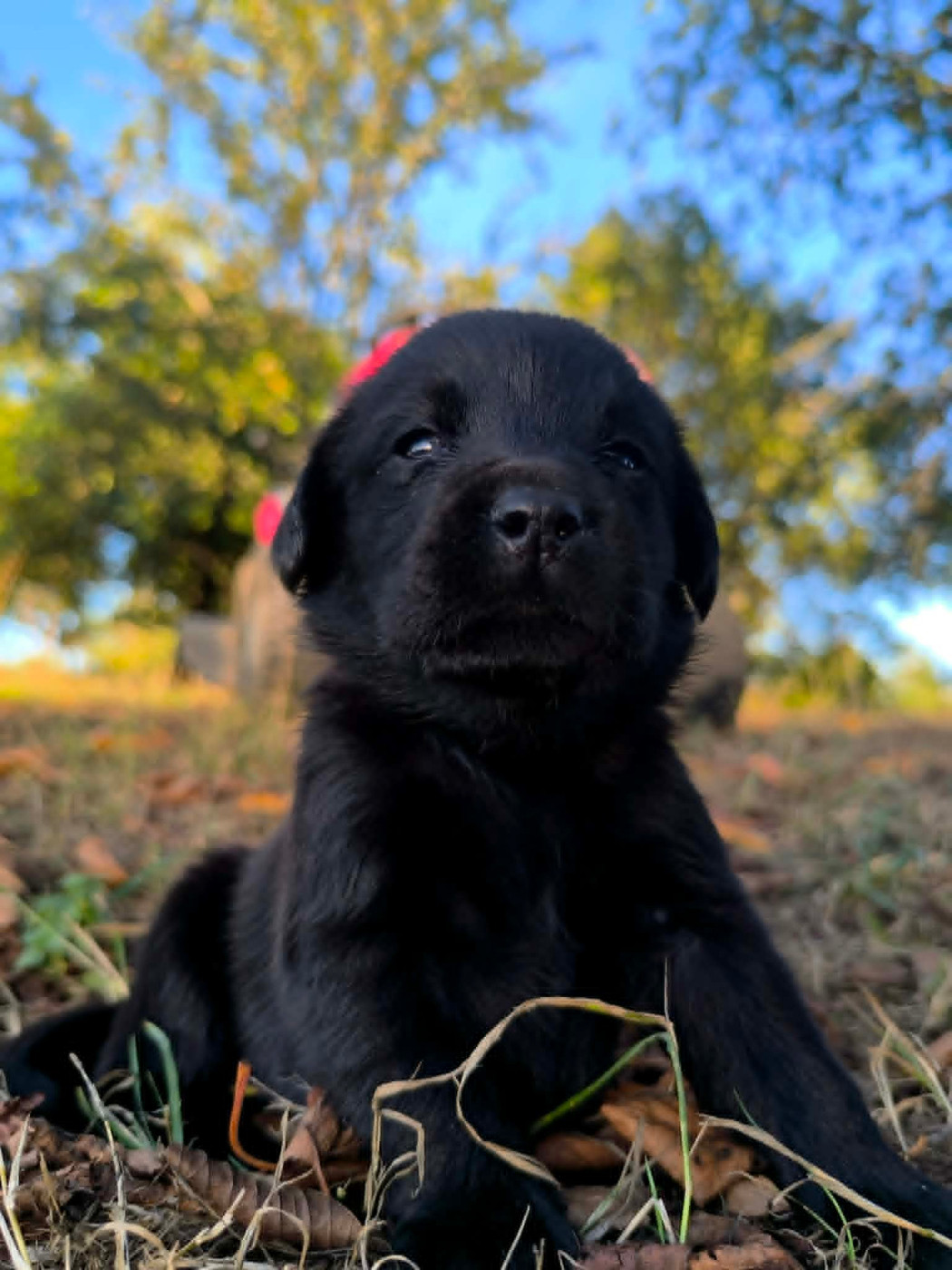 Of Spirit Castle - Chiots disponibles - Labrador Retriever