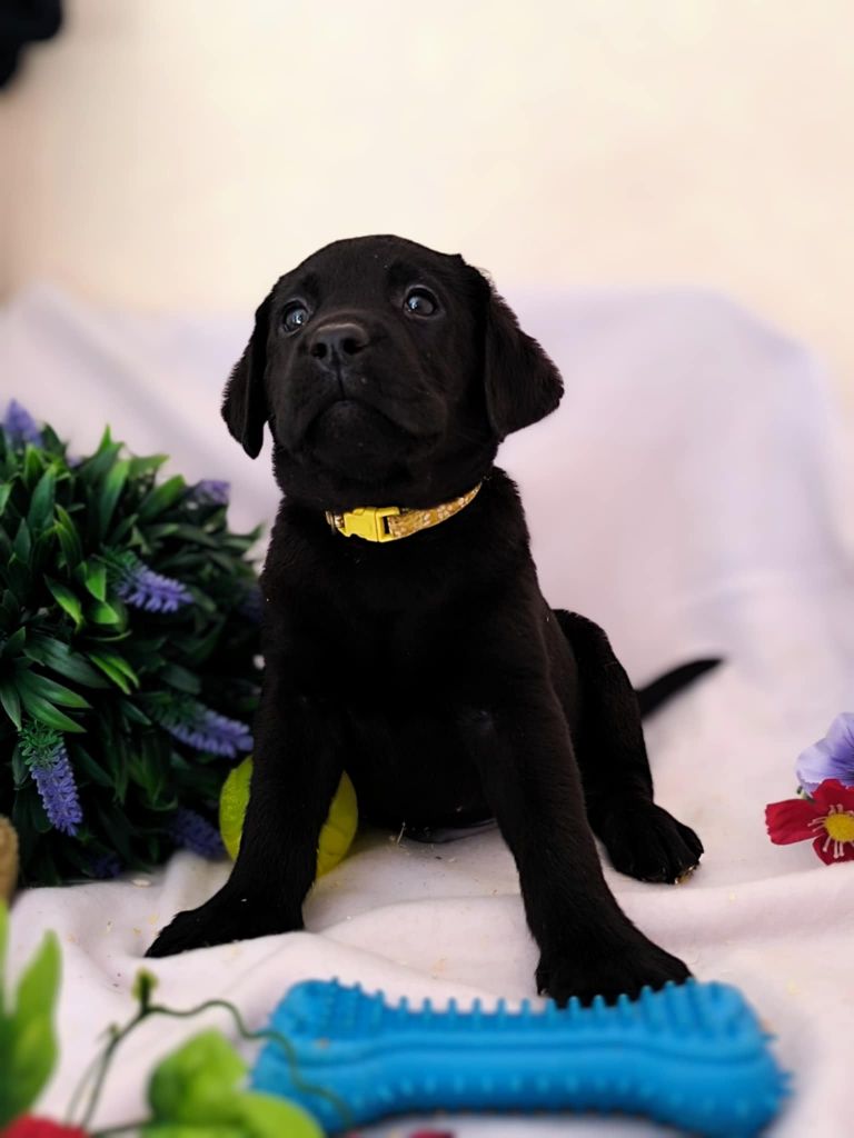 Of Spirit Castle - Chiots disponibles - Labrador Retriever