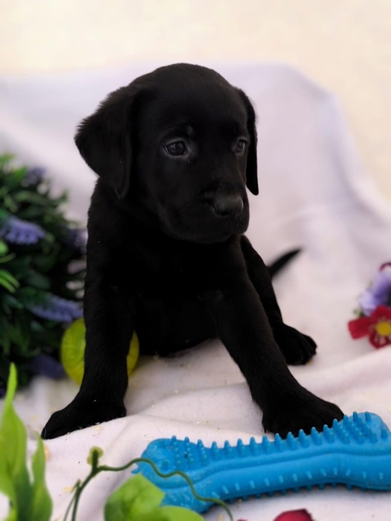 Of Spirit Castle - Chiots disponibles - Labrador Retriever