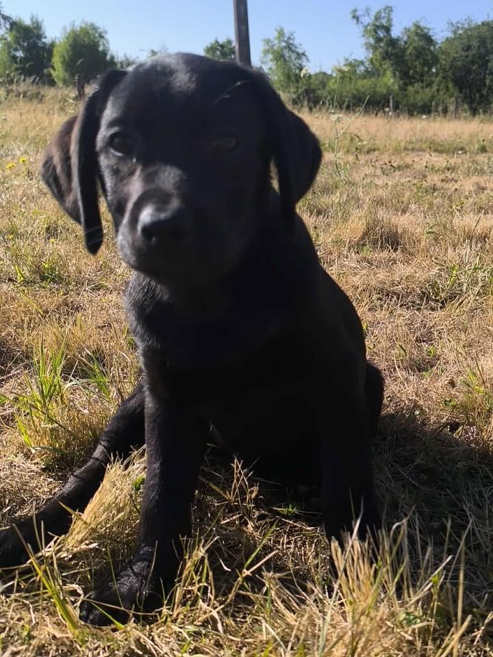 Of Spirit Castle - Chiots disponibles - Labrador Retriever