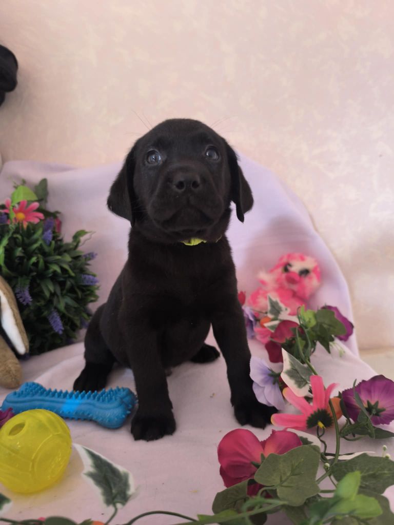 Of Spirit Castle - Chiots disponibles - Labrador Retriever
