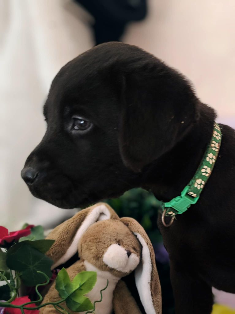 Of Spirit Castle - Chiots disponibles - Labrador Retriever