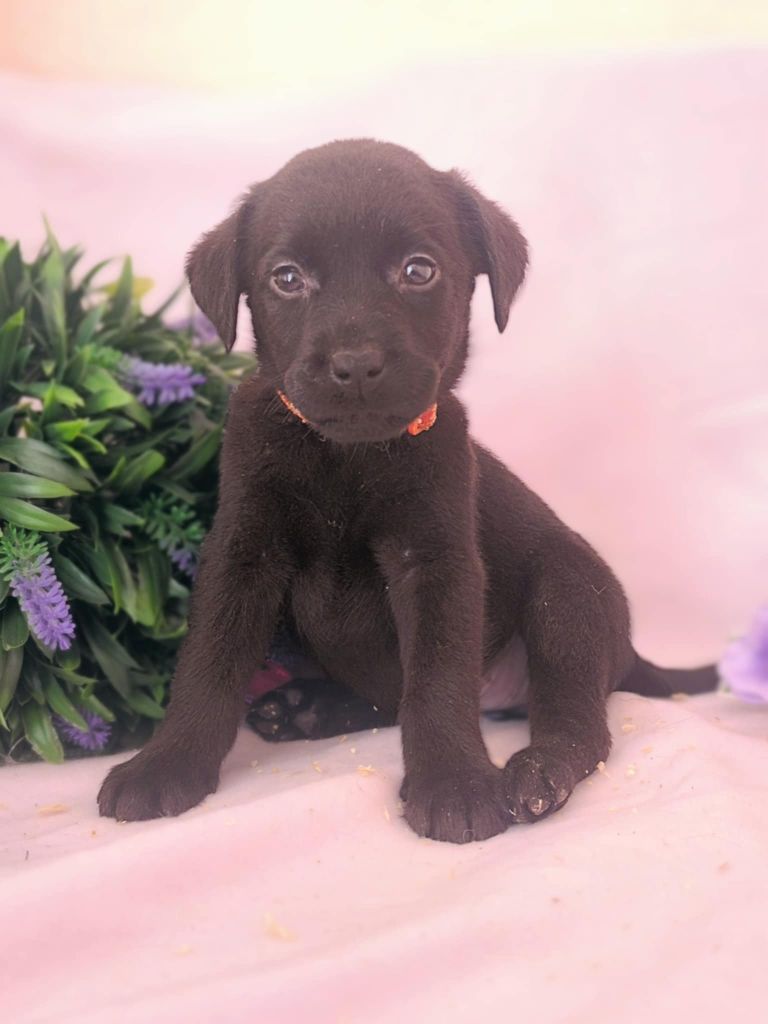 Of Spirit Castle - Chiots disponibles - Labrador Retriever