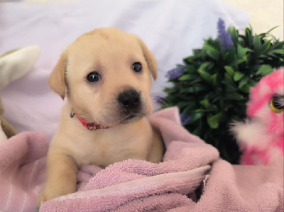 CHIOT
