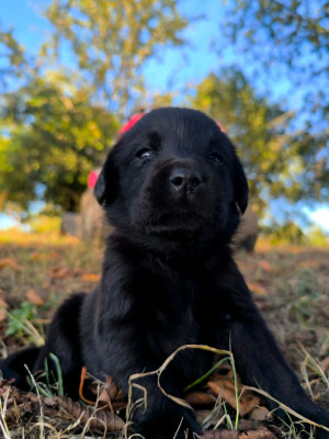 Chiot N°4