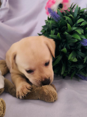 CHIOT