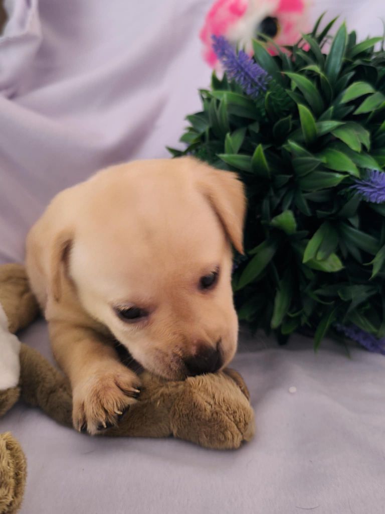 Of Spirit Castle - Chiots disponibles - Labrador Retriever