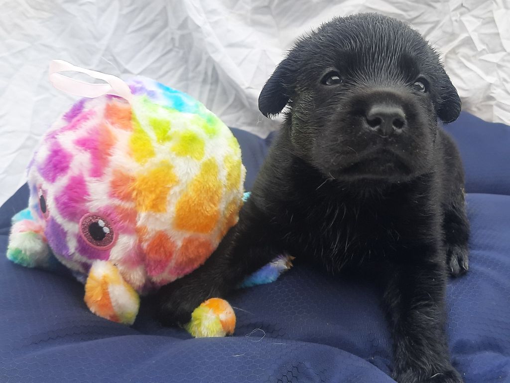 Of Spirit Castle - Chiots disponibles - Labrador Retriever
